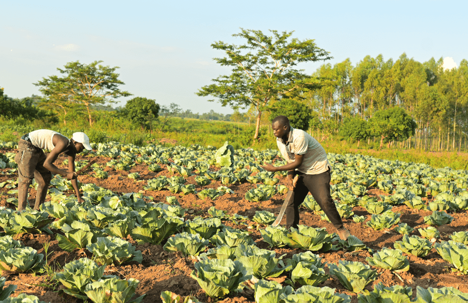 Solar Irrigation Rebuilds Lives in Rural Tororo